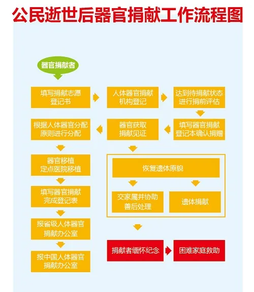 人体器官捐献流程
